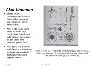 Akar tanaman
• Secara umum
dikelompokkan → dikotil
(sistem akar tunggang)
dan monokotil (sistem
akar serabut)
• Akar muda ...