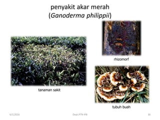 penyakit akar merah
(Ganoderma philippii)
6/1/2016 Dept.PTN-IPB 30
tanaman sakit
rhizomorf
tubuh buah
 