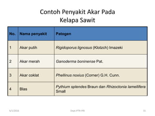 Contoh Penyakit Akar Pada
Kelapa Sawit
No. Nama penyakit Patogen
1 Akar putih Rigidoporus lignosus (Klotzch) Imazeki
2 Akar merah Ganoderma boninense Pat.
3 Akar coklat Phellinus noxius (Corner) G.H. Cunn.
4 Blas
Pythium splendes Braun dan Rhizoctonia lamellifera
Small
6/1/2016 Dept.PTN-IPB 31
 