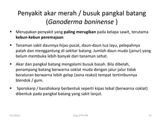 Penyakit akar merah / busuk pangkal batang
(Ganoderma boninense )
 Merupakan penyakit yang paling merugikan pada kelapa sawit, terutama
kebun-kebun peremajaan
 Tanaman sakit daunnya hijau pucat, daun-daun tua layu, pelepahnya
patah dan menggantung di sekitar batang. Jumlah daun muda (janur) yang
belum membuka lebih banyak dari tanaman sehat.
 Akar dan pangkal batang mengalami busuk basah. Bila dibelah,
penampang batang berwarna coklat muda dengan jalur-jalur tidak
beraturan berwarna lebih gelap (zona reaksi) tempat tertimbunnya
blendok / gum.
 Sporokarp / basidiokarp berbentuk seperti kipas tebal (berwarna coklat)
dibentuk pada pangkal batang yang sakit lanjut.
6/1/2016 Dept.PTN-IPB 32
 