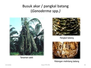 Busuk akar / pangkal batang
(Ganoderma spp.)
6/1/2016 Dept.PTN-IPB 34
Tanaman sakit
Pangkal batang
Potongan melintang batang
 