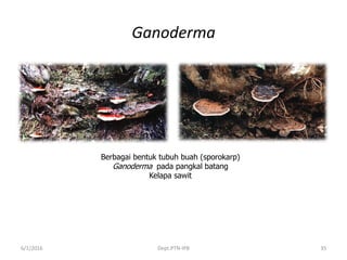 Ganoderma
6/1/2016 Dept.PTN-IPB 35
Berbagai bentuk tubuh buah (sporokarp)
Ganoderma pada pangkal batang
Kelapa sawit
 