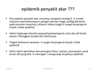 epidemik penyakit akar ???
 Pola epidemi penyakit akar umumnya mengikuti strategi K → Jumlah
inokulum awal (kemampuan patogen dorman tinggi, polifag (bertahan
pada tanaman inang lain), efisiensi infeksi tinggi)→ sangat berpengaruh
terjadi / tidak epidemik
 Faktor lingkungan (tanah) yang paling berpengaruh: jenis dan pH tanah,
elevasi / ketinggian tempat dan iklim/cuaca
 Tingkat ketahanan tanaman → sangat berpengaruh terjadi / tidak
epidemik
 Kultur teknis (pemilihan dan persiapan lahan, sanitasi, pemupukan, jarak
tanam dll) yang baik → mencegah / mengurangi terjadinya epidemik
6/1/2016 Dept.PTN-IPB 39
 