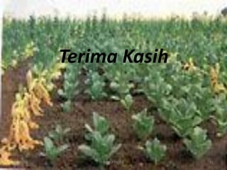 Terima Kasih
6/1/2016 Dept.PTN-IPB 41
 