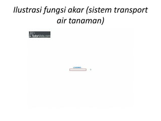 Ilustrasi fungsi akar (sistem transport
air tanaman)
 