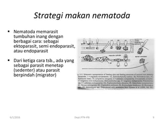 Strategi makan nematoda
 Nematoda memarasit
tumbuhan inang dengan
berbagai cara: sebagai
ektoparasit, semi endoparasit,
atau endoparasit
 Dari ketiga cara tsb., ada yang
sebagai parasit menetap
(sedenter) atau parasit
berpindah (migrator)
6/1/2016 Dept.PTN-IPB 9
 