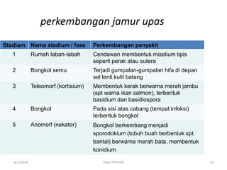 6/1/2016 Dept.PTN-IPB 11
perkembangan jamur upas
Stadium Nama stadium / fase Perkembangan penyakit
1 Rumah labah-labah Cendawan membentuk miselium tipis
seperti perak atau sutera
2 Bongkol semu Terjadi gumpalan-gumpalan hifa di depan
sel lenti kulit batang
3 Teleomorf (kortisium) Membentuk kerak berwarna merah jambu
(spt warna ikan salmon), terbentuk
basidium dan basidiospora
4 Bongkol Pada sisi atas cabang (tempat infeksi)
terbentuk bongkol
5 Anomorf (nekator) Bongkol berkembang menjadi
sporodokium (tubuh buah berbentuk spt.
bantal) berwarna merah bata, membentuk
konidium
 