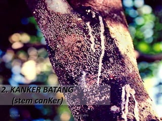 6/1/2016 Dept.PTN-IPB 13
2. KANKER BATANG
(stem canKer)
 