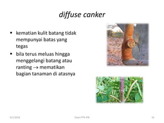 diffuse canker
 kematian kulit batang tidak
mempunyai batas yang
tegas
 bila terus meluas hingga
menggelangi batang atau
ranting  mematikan
bagian tanaman di atasnya
6/1/2016 Dept.PTN-IPB 16
 