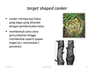 target shaped canker
 canker mempunyai batas
yang tegas yang ditandai
dengan pembentukan kalus
 membentuk zona-zona
pertumbuhan hingga
membentuk seperti papan
target (o.r. menembak /
panahan)
6/1/2016 Dept.PTN-IPB 17
 