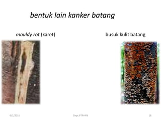 6/1/2016 Dept.PTN-IPB 18
bentuk lain kanker batang
mouldy rot (karet) busuk kulit batang
 