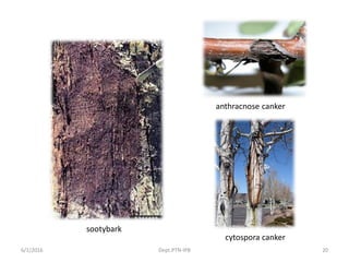 6/1/2016 Dept.PTN-IPB 20
sootybark
anthracnose canker
cytospora canker
 