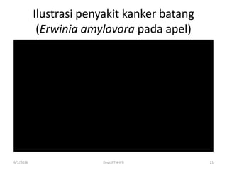 Ilustrasi penyakit kanker batang
(Erwinia amylovora pada apel)
6/1/2016 Dept.PTN-IPB 21
 
