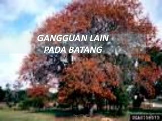 6/1/2016 Dept.PTN-IPB 22
GANGGUAN LAIN
PADA BATANG
 