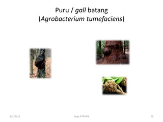 Puru / gall batang
(Agrobacterium tumefaciens)
6/1/2016 Dept.PTN-IPB 23
 