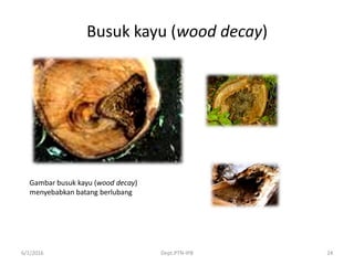 Busuk kayu (wood decay)
6/1/2016 Dept.PTN-IPB 24
Gambar busuk kayu (wood decay)
menyebabkan batang berlubang
 