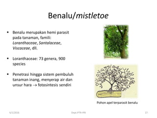 Benalu/mistletoe
 Benalu merupakan hemi parasit
pada tanaman, famili:
Loranthaceae, Santalaceae,
Viscaceae, dll.
 Loranthaceae: 73 genera, 900
species
 Penetrasi hingga sistem pembuluh
tanaman inang, menyerap air dan
unsur hara  fotosintesis sendiri
6/1/2016 Dept.PTN-IPB 27
Pohon apel terparasit benalu
 
