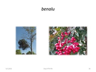 benalu
6/1/2016 Dept.PTN-IPB 28
 