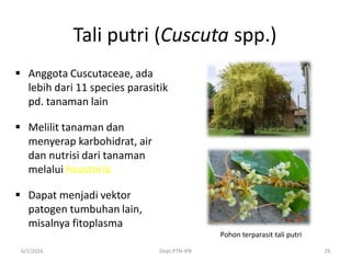 Tali putri (Cuscuta spp.)
 Anggota Cuscutaceae, ada
lebih dari 11 species parasitik
pd. tanaman lain
 Melilit tanaman dan
menyerap karbohidrat, air
dan nutrisi dari tanaman
melalui haustoria
 Dapat menjadi vektor
patogen tumbuhan lain,
misalnya fitoplasma
6/1/2016 Dept.PTN-IPB 29
Pohon terparasit tali putri
 