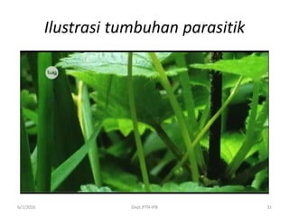 Ilustrasi tumbuhan parasitik
6/1/2016 Dept.PTN-IPB 31
 