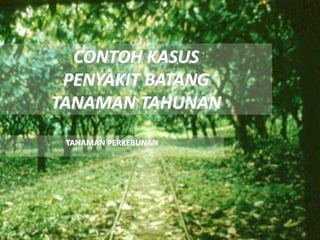 6/1/2016 Dept.PTN-IPB 32
CONTOH KASUS
PENYAKIT BATANG
TANAMAN TAHUNAN
TANAMAN PERKEBUNAN
 