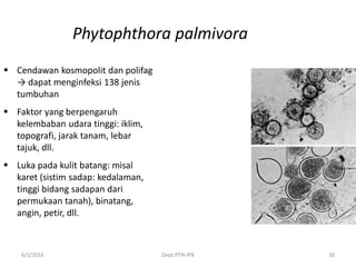 6/1/2016 Dept.PTN-IPB 36
Phytophthora palmivora
 Cendawan kosmopolit dan polifag
→ dapat menginfeksi 138 jenis
tumbuhan
 Faktor yang berpengaruh
kelembaban udara tinggi: iklim,
topografi, jarak tanam, lebar
tajuk, dll.
 Luka pada kulit batang: misal
karet (sistim sadap: kedalaman,
tinggi bidang sadapan dari
permukaan tanah), binatang,
angin, petir, dll.
 