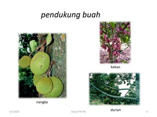 6/1/2016 Dept.PTN-IPB 4
pendukung buah
nangka
kakao
durian
 