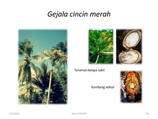 Gejala cincin merah
6/1/2016 Dept.PTN-IPB 40
Tanaman kelapa sakit
Kumbang vektor
 