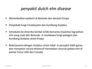 penyakit dutch elm disease
 Menimbulkan epidemi di Belanda dan daratan Eropa
 Penyebab fungi Ceratocystis dan kumbang Scolytus
 Introduksi ke Amerika Serikat (USA) bersama importasi log pohon
elm yang mati dari Belanda → membawa fungi patogen dan
kumbang Scolytus strain Eropa
 Bekerjasama dengan Scolytus strain lokal → penyakit lebih ganas
dan menyebar secara ekstensif mematikan seluruh pohon elm di
pantai Timur USA dan Canada
6/1/2016 Dept.PTN-IPB 42
 