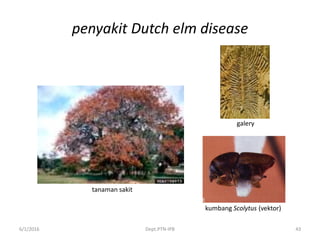 penyakit Dutch elm disease
6/1/2016 Dept.PTN-IPB 43
kumbang Scolytus (vektor)
galery
tanaman sakit
 