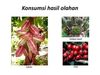 Konsumsi hasil olahan
kopi
kelapa sawit
kakao
 