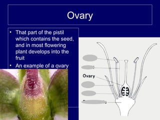 Ovary
• That part of the pistil
which contains the seed,
and in most flowering
plant develops into the
fruit
• An example of a ovary.
 
