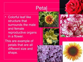 Petal
• Colorful leaf like
structure that
surrounds the male
and female
reproductive organs
in a flower.
This are example of
petals that are all
different size and
shape.
 
