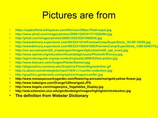 Pictures are from
• https://eapbiofield.wikispaces.com/file/view/300px-Petal-sepal.jpg
• http://www.photl.com/images/photos/2008/12/03/0117/102848tt.jpg
• http://photl.com/images/photos/2008/12/02/2207/98063tt.jpg
• http://wwwdelivery.superstock.com/WI/223/1614/PreviewComp/SuperStock_1614R-10259.jpg
• http://wwwdelivery.superstock.com/WI/223/1566/X1005/PreviewComp/SuperStock_1566-0245770.jp
• http://ion.asu.edu/plant26_snapdragon/Images/Optical/plant26_opt_ovary.jpg
• http://www.apsnet.org/education/illustratedglossary/PhotosN-R/ovary.jpg
• http://agricultureguide.org/wp-content/uploads/2009/03/bee-pollen.jpg
• http://www.beecare.com/images/Plants/Stamen.jpg
• http://diagnostics.montana.edu/Graphics/FlowerStigmaAnther.gif
• http://z.about.com/d/raleighdurham/1/0/5/-/-/-/conifer-collection.jpg
• http://graphics.gardenweb.com/graphics/images/conifer.jpg
• http://www.mooseyscountrygarden.com/flowering-annuals/marigold-yellow-flower.jpg
• http://www.ladezigns.com/Orange%20marigold.JPG
• http://www.kegels.com/images/pics_Vegetables_Display.jpg
• http://web.extension.uiuc.edu/gardendesign/images/highlights/introduction.jpg
• The definition from Webster Dictionary
 
