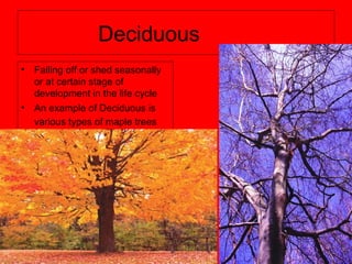 Deciduous
• Falling off or shed seasonally
or at certain stage of
development in the life cycle
• An example of Deciduous is
various types of maple trees
 