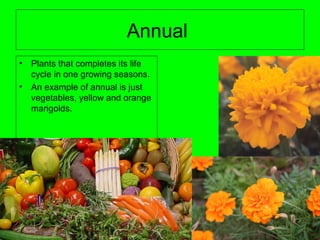 Annual
• Plants that completes its life
cycle in one growing seasons.
• An example of annual is just
vegetables, yellow and orange
marigolds.
 