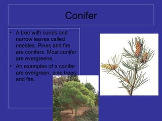 Conifer
• A tree with cones and
narrow leaves called
needles. Pines and firs
are conifers. Most conifer
are evergreens.
• An examples of a conifer
are evergreen, pine trees,
and firs.
 