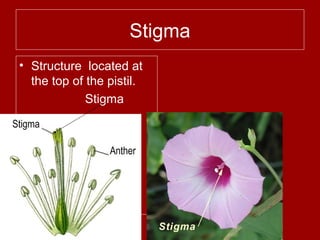 Stigma
• Structure located at
the top of the pistil.
Stigma
 