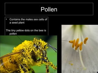 Pollen
• Contains the males sex cells of
a seed plant
The tiny yellow dots on the bee is
pollen
 