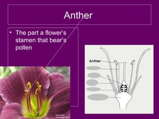 Anther
• The part a flower’s
stamen that bear’s
pollen
 