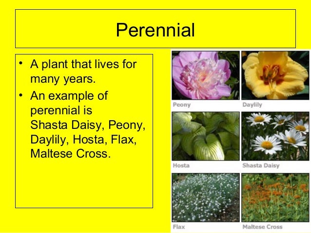plant-word