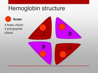B
B
A
A
heme
Hemoglobin structure
4 heme chains
4 polypeptide
chains
 