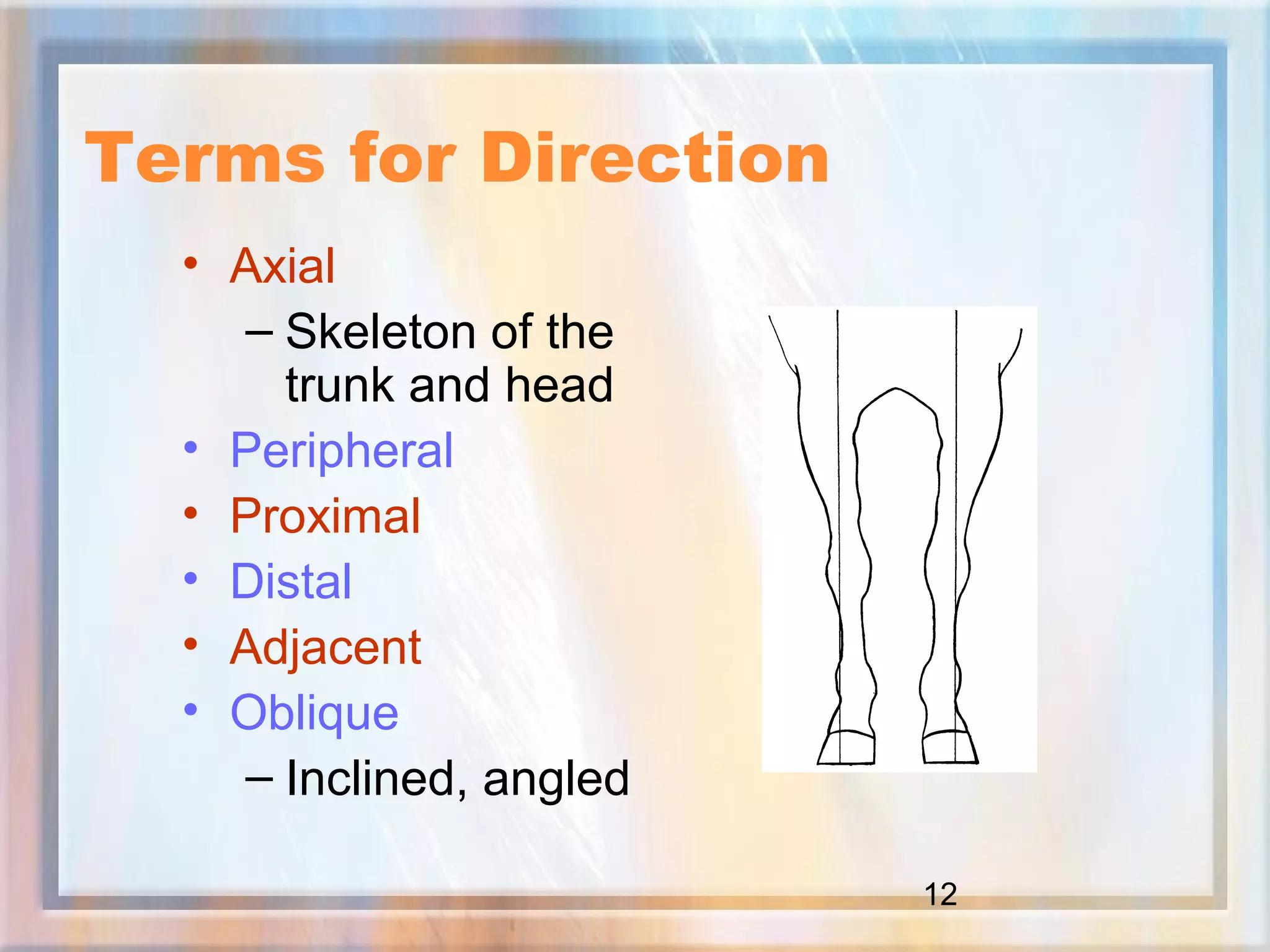 12
Terms for Direction
• Axial
– Skeleton of the
trunk and head
• Peripheral
• Proximal
• Distal
• Adjacent
• Oblique
– Inclined, angled
 