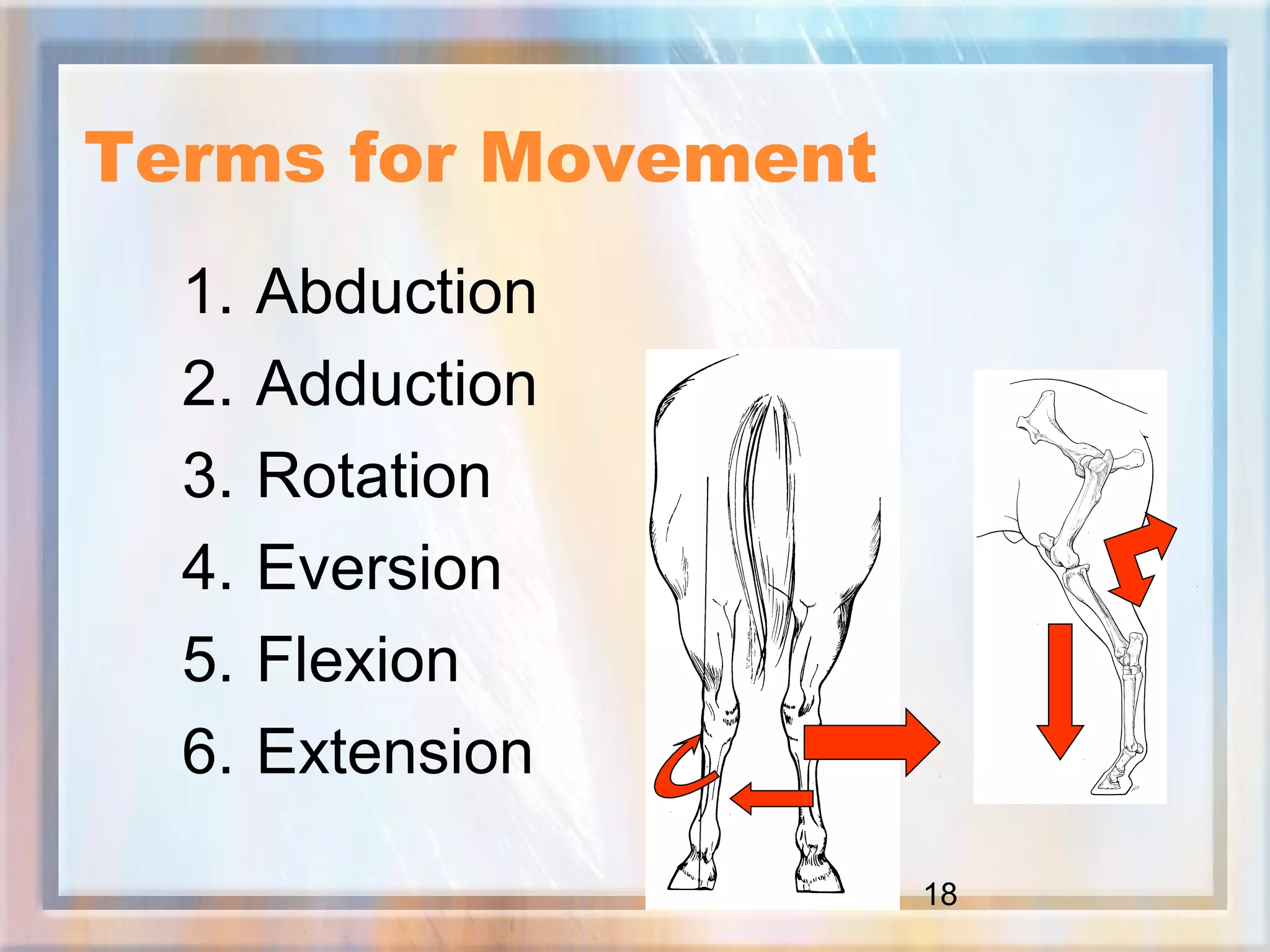 18
Terms for Movement
1. Abduction
2. Adduction
3. Rotation
4. Eversion
5. Flexion
6. Extension
 