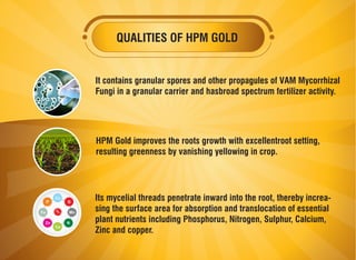 QUALITIES OF HPM GOLD
It contains granular spores and other propagules of VAM Mycorrhizal
Fungi in a granular carrier and ...