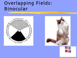 Binocular vision | PPT