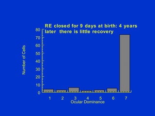 Number of Cells Ocular Dominance 0 10 20 30 40 50 60 70 80 1 2 3 4 5 6 7 RE closed for 9 days at birth: 4 years  later  there is little recovery 