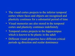 The visual cortex projects to the inferior temporal cortex where faces and objects are recognised and plasticity continues for a substantial period of time Visual memories are also stored in the temporal cortex and plasticity continues indefinitely Temporal cortex projects to the hippocampus which is known to be plastic in the adult Different visual properties have different critical periods eg direction and ocular dominance 