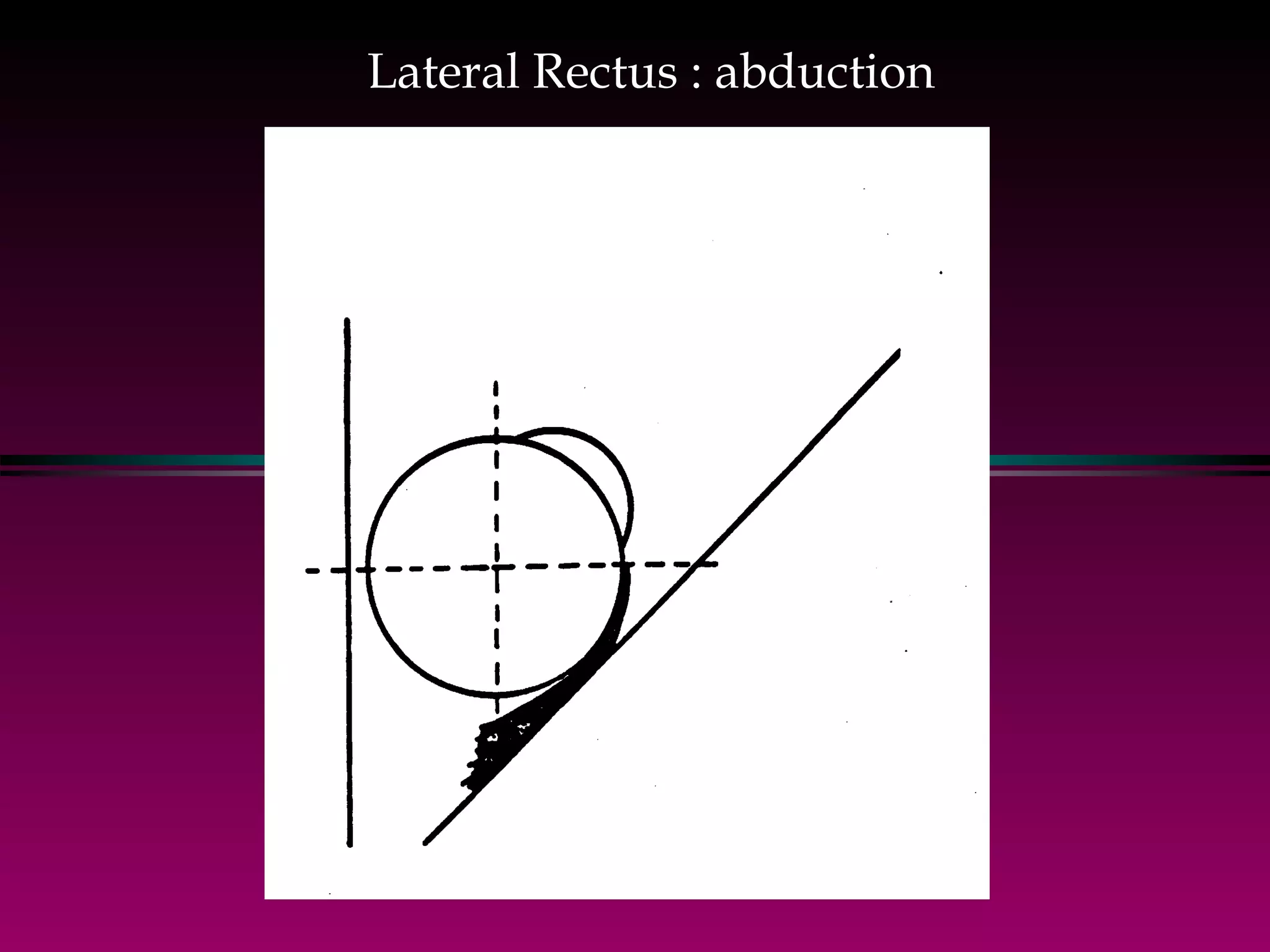 Lateral Rectus : abduction 