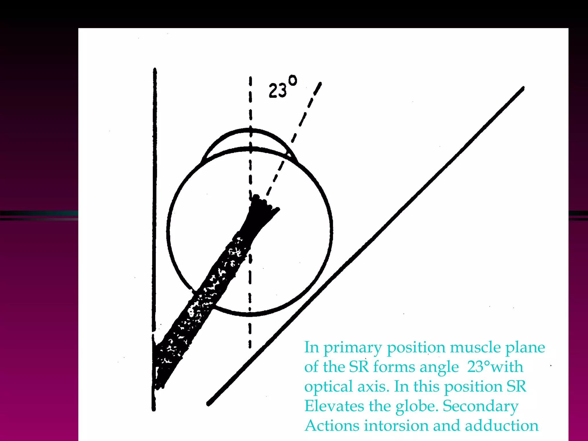 In primary position muscle plane  of the SR forms angle  23°with optical axis. In this position SR Elevates the globe. Secondary  Actions intorsion and adduction 